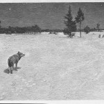 Ignacy Łopieński, Wolves 
(To the Candlemass), 1893